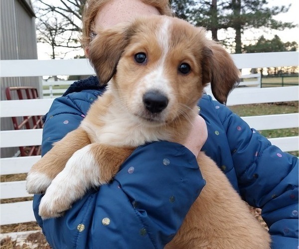 Medium Photo #2 English Shepherd Puppy For Sale in VAN WERT, OH, USA