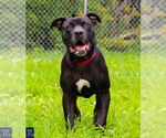 Small #7 American Staffordshire Terrier Mix