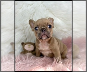 French Bulldog Puppy for sale in OJAI, CA, USA