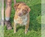 Small #1 Colonial Cocker Spaniel Mix