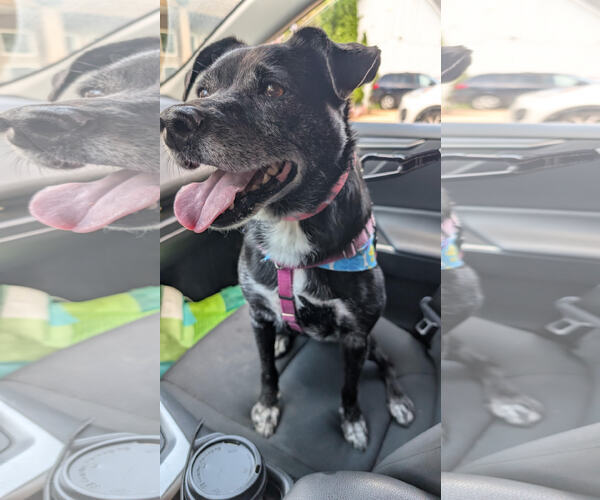 Medium Photo #2 Retriever -Unknown Mix Puppy For Sale in Manchester, MO, USA