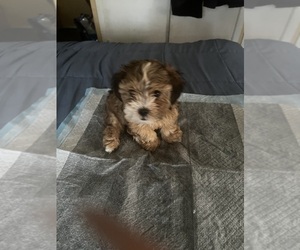 Shih Tzu Puppy for sale in DELRAN, NJ, USA