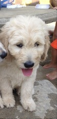 Goldendoodle Puppy for sale in BAY MINETTE, AL, USA