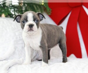 Boston Terrier Puppy for sale in APPLE CREEK, OH, USA