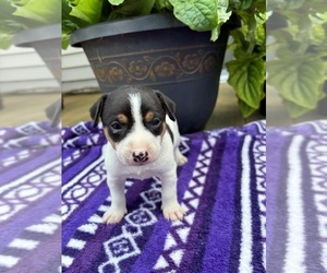 Rat Terrier Puppy for sale in TAMPICO, IL, USA