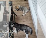 Small Photo #7 Siberian Husky Puppy For Sale in Severn, MD, USA