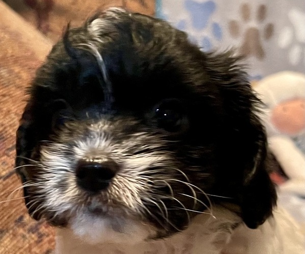 Medium Photo #2 Cavapoo (Miniature) Puppy For Sale in LIBERTY, MS, USA
