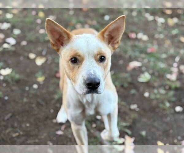 Medium Photo #1 American Pit Bull Terrier-German Shepherd Dog Mix Puppy For Sale in Tulsa, OK, USA