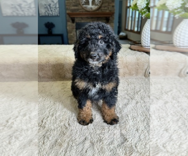 Medium Photo #3 Bernedoodle (Miniature) Puppy For Sale in GREENFIELD, IN, USA