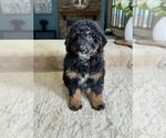 Small Photo #3 Bernedoodle (Miniature) Puppy For Sale in GREENFIELD, IN, USA