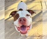 Small #1 American Pit Bull Terrier