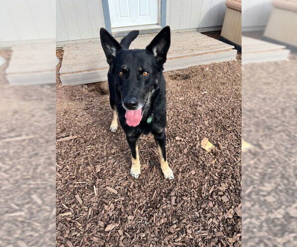 Medium Photo #3 Mutt Puppy For Sale in Alturas, CA, USA