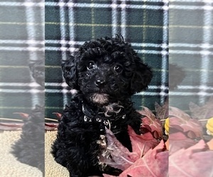 Poodle (Miniature) Puppy for sale in DUNDEE, OH, USA