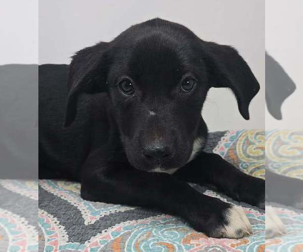 Medium Photo #3 Labrador Retriever-Unknown Mix Puppy For Sale in Brewster, NY, USA