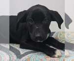 Small #2 Labrador Retriever Mix