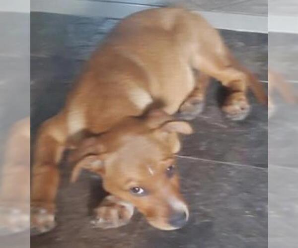 Medium Photo #1 Mutt Puppy For Sale in Houston, TX, USA