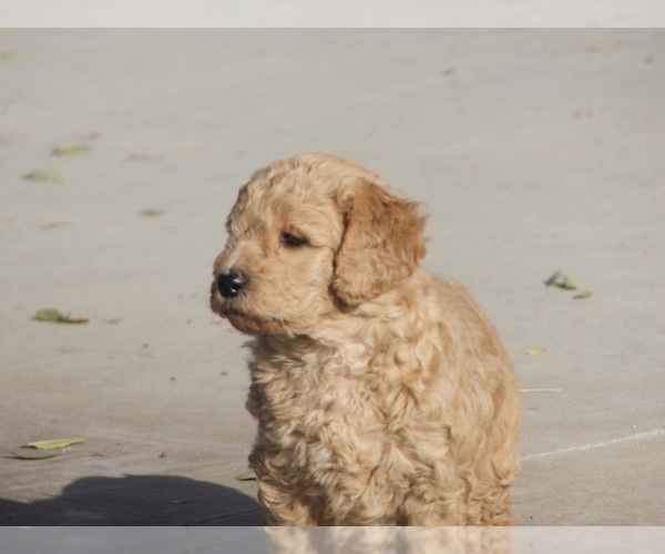 Medium Photo #9 Goldendoodle-Poodle (Standard) Mix Puppy For Sale in EMMETT, ID, USA
