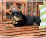 Small Photo #6 Rottweiler Puppy For Sale in FORT WORTH, TX, USA