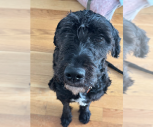 Poodle (Standard)-Unknown Mix Dogs for adoption in Brooklyn, NY, USA