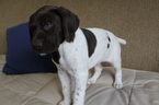 Small Photo #6 German Shorthaired Pointer Puppy For Sale in BLAINSPORT, PA, USA
