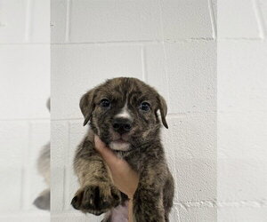 Mutt Dogs for adoption in Temple, TX, USA