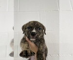 Small Mutt