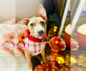 American Pit Bull Terrier-Unknown Mix Dogs for adoption in Germantown, OH, USA