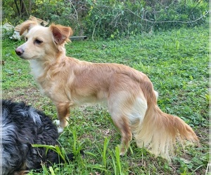 Mother of the Chiranian-Chiweenie Mix puppies born on 09/27/2025