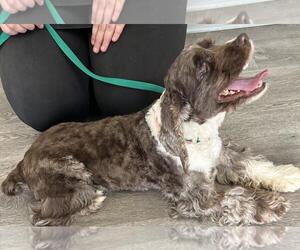 Rollie - Male Cocker Spaniel Dog for Adoption - Photo #3