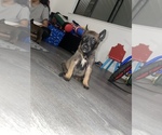 Small Photo #18 Belgian Malinois Puppy For Sale in SQUAW VALLEY, CA, USA