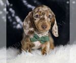 Puppy Carson ACA Dachshund