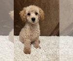 Small Photo #1 Poodle (Miniature) Puppy For Sale in MARTINSVILLE, IN, USA