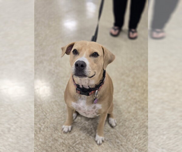 Medium Photo #3 American Pit Bull Terrier-Unknown Mix Puppy For Sale in Minneapolis, MN, USA