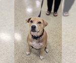Small #2 American Pit Bull Terrier Mix