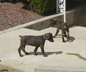 Doberman Pinscher Puppy for sale in KENNEWICK, WA, USA
