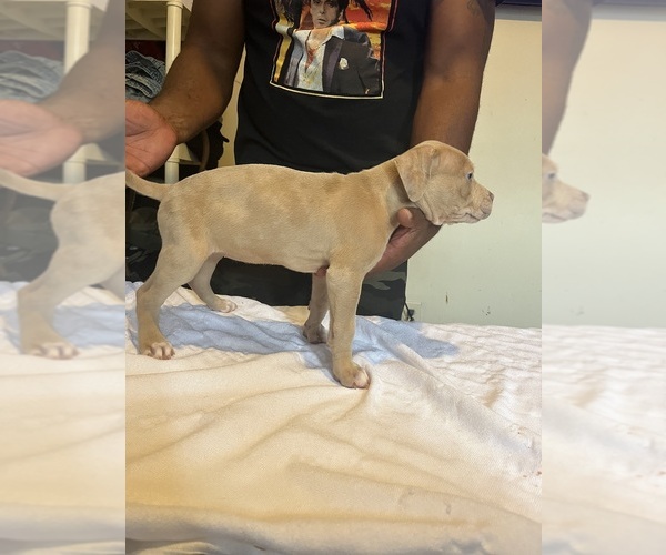 Medium Photo #5 American Bully Puppy For Sale in DUNDALK, MD, USA