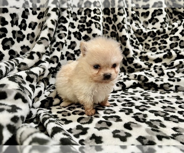 Medium Photo #23 Pomeranian Puppy For Sale in HAYWARD, CA, USA