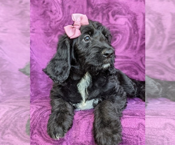 Medium Photo #6 Labradoodle Puppy For Sale in KINZERS, PA, USA