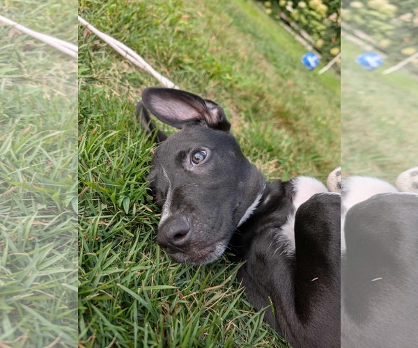 Medium Photo #7 Labrador Retriever-Unknown Mix Puppy For Sale in pomfret, CT, USA