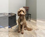 Small Photo #1 Goldendoodle Puppy For Sale in MORENO VALLEY, CA, USA
