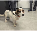 Small #2 Bagle Hound