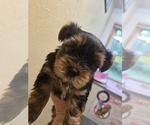 Small #2 Yorkshire Terrier