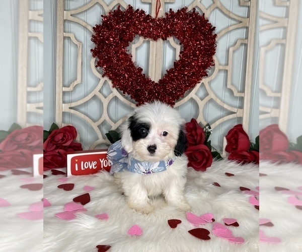 Medium Photo #5 YorkiePoo Puppy For Sale in MORRIS CHAPEL, TN, USA