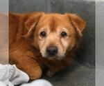 BEAR - Male Mastiff-Unknown Mix Dog for Adoption - Small photo