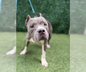 American Pit Bull Terrier Dogs for adoption in Naples, FL, USA