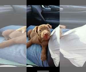 Labrador Retriever-Unknown Mix Dogs for adoption in Jackson Township, NJ, USA