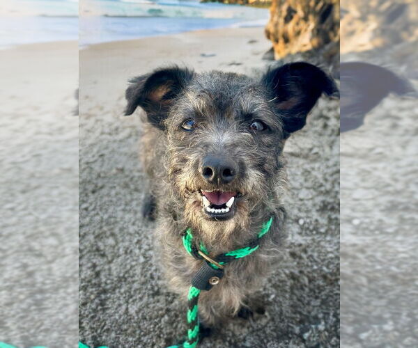 Medium Photo #9 Mutt Puppy For Sale in Newport Beach, CA, USA