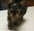 Small Photo #2 Yorkshire Terrier Puppy For Sale in SUWANEE, GA, USA