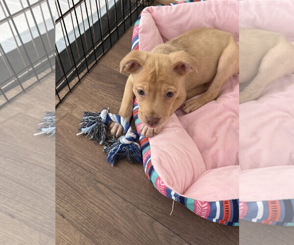 Medium Photo #3 American Staffordshire Terrier-Unknown Mix Puppy For Sale in Holly Springs, NC, USA