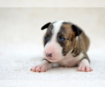 Puppy 4 Miniature Bull Terrier